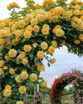 Роза микс плетистая 2786