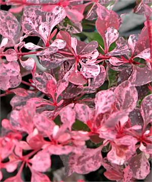 Барбарис Тунберга Pink Quin 2820