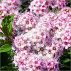 Спирея Литл принцесс 2813