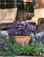 Семена трав однолетних и многолетних