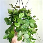 Хойи , дисхидии, экзотика