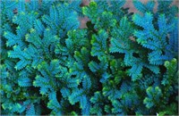 Для флорариумов и террариумов