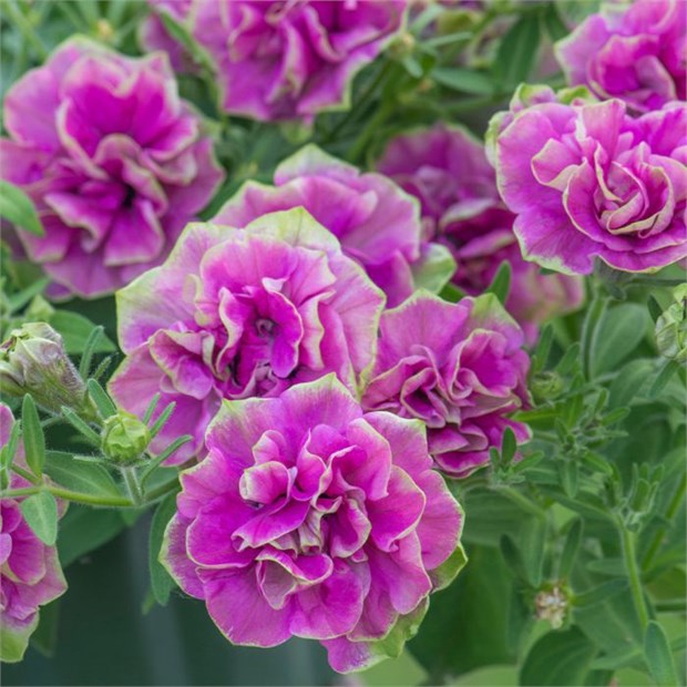 Тумбелина Darse Rose 2343 - фото 5800