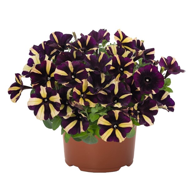 Смартунья wildmill black 2352 - фото 5811