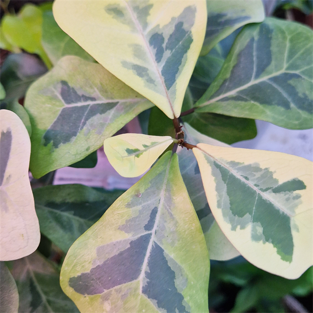 Фикус триангулярис коконат крем 2472