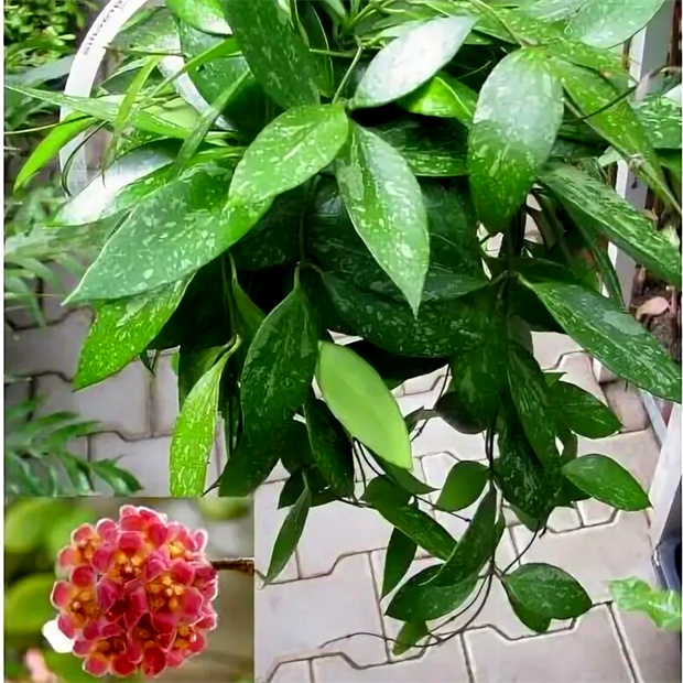 Хойя грацилис 2502