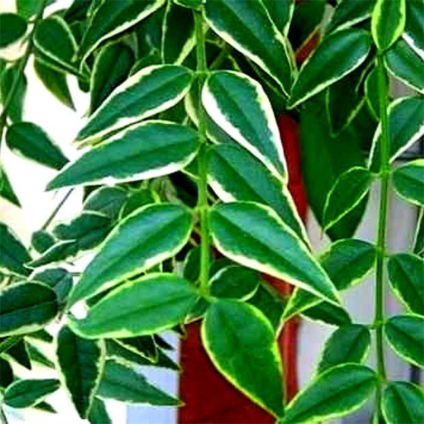 Хойя  Bella albomarginata 2507