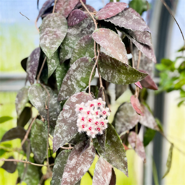 Хойя каудата суматра 2510