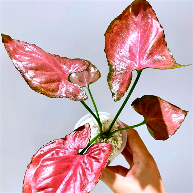 Сингониум Орм Нак 2512