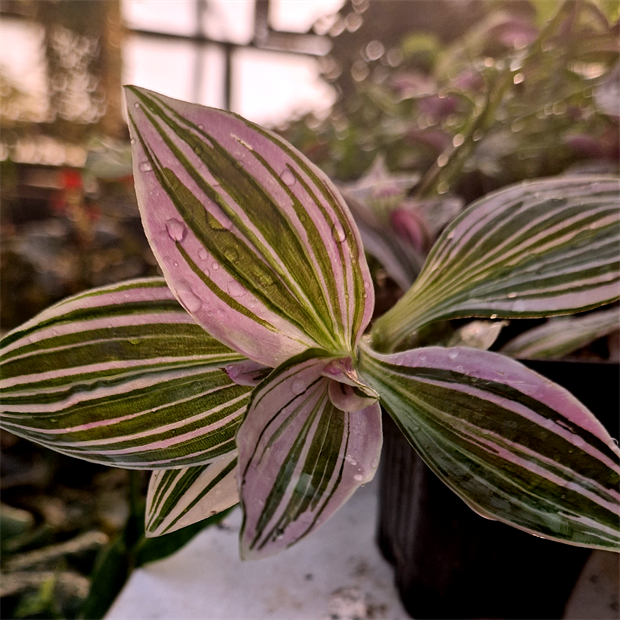 Традесканция Albiflora variegata unicorn 2257