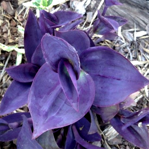 Традесканция pallida Baltimore bimbo 2517