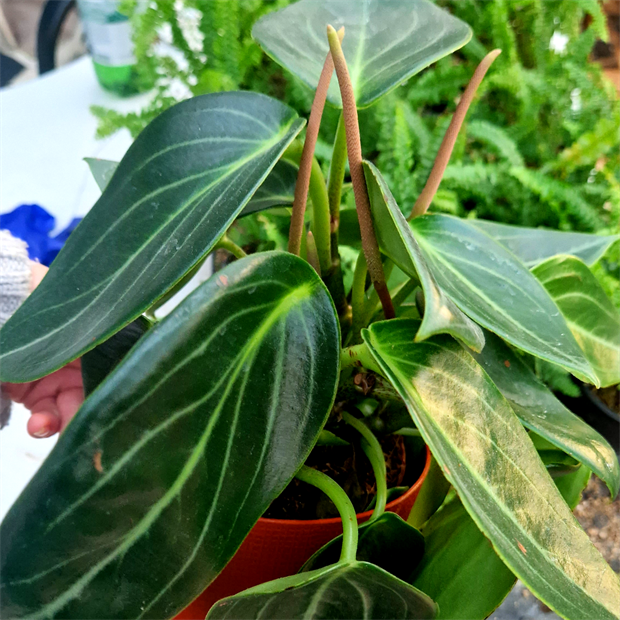 Пеперомия ваниль 2519