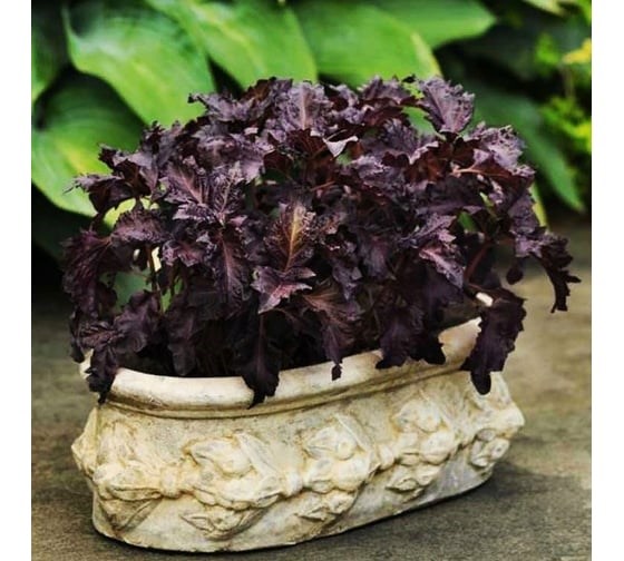 Базилик кустовой перпл раффлс 2595