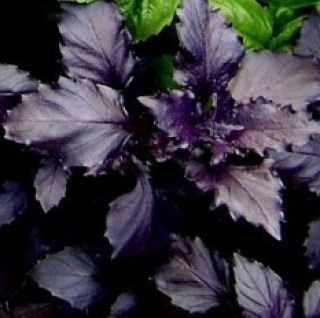 Базилик арарат 2597