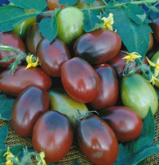 Томат чёрный мавр 2602