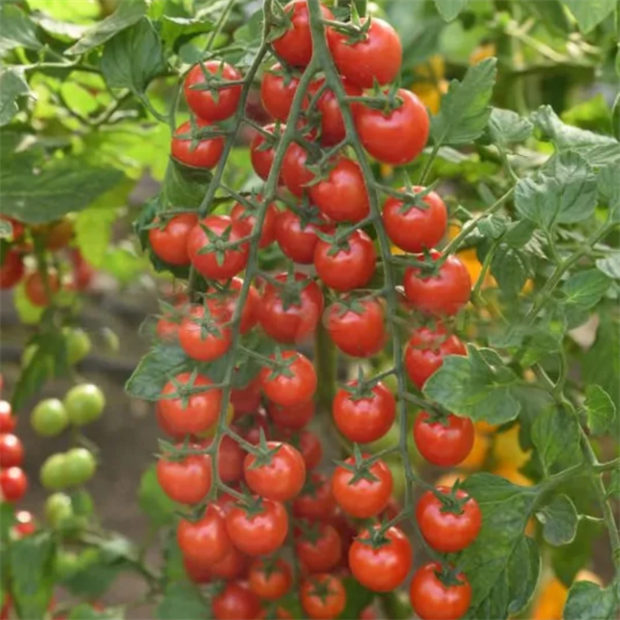 Томат Эльф f1 2610