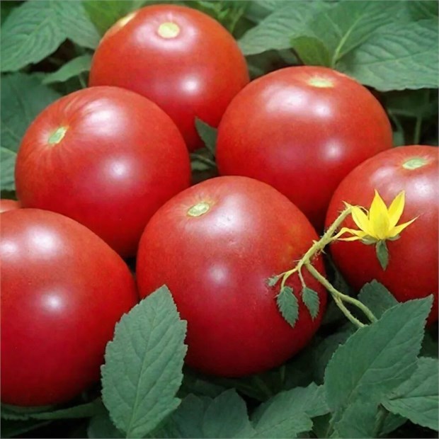 Томат Новичок 2620