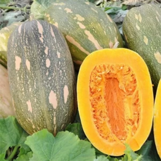 Тыква Витаминная инкрустированные семена 2624