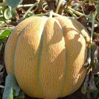 Дыня Эфиопка 2631