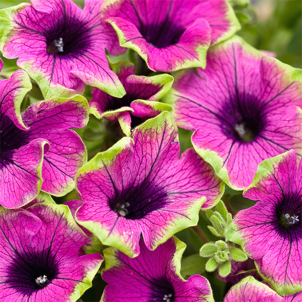 Cascadias pitaya 2650