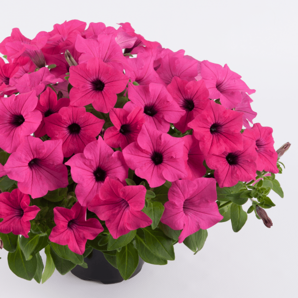 Сурфинья sumo rose 2653