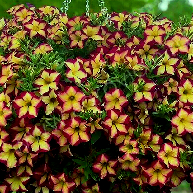 Surfinia star yellow 2654