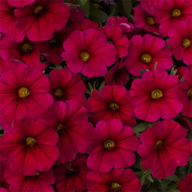 Петуния Pethoa crimson red 2661