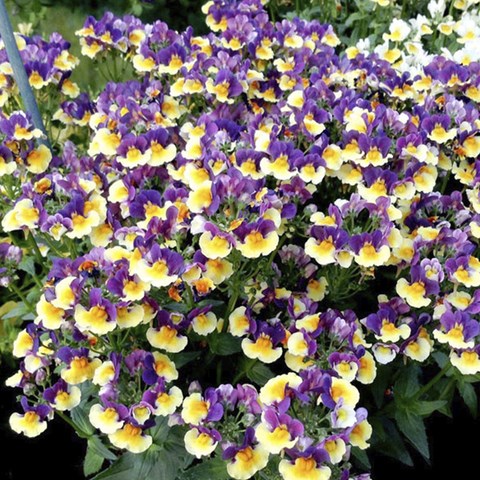 Немезия Aroma Plum and Custard 2666