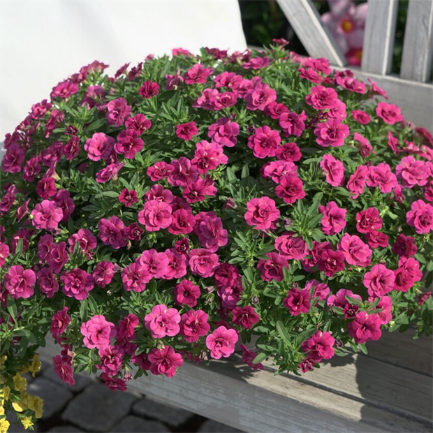 Калибрахоа Oro Double Magenta 2677