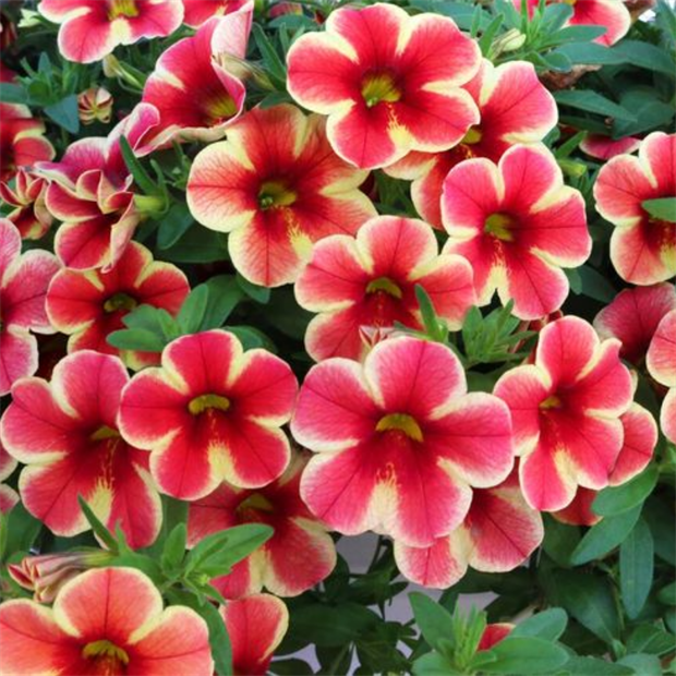 Калибрахоа Volcano Sunset 2682