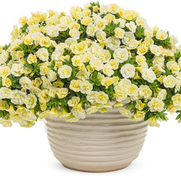 Калибрахоа Superbells Double Cream 2685