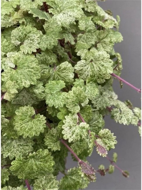 Будра мраморная 2694