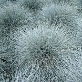 Овсянница сизая варна 2712