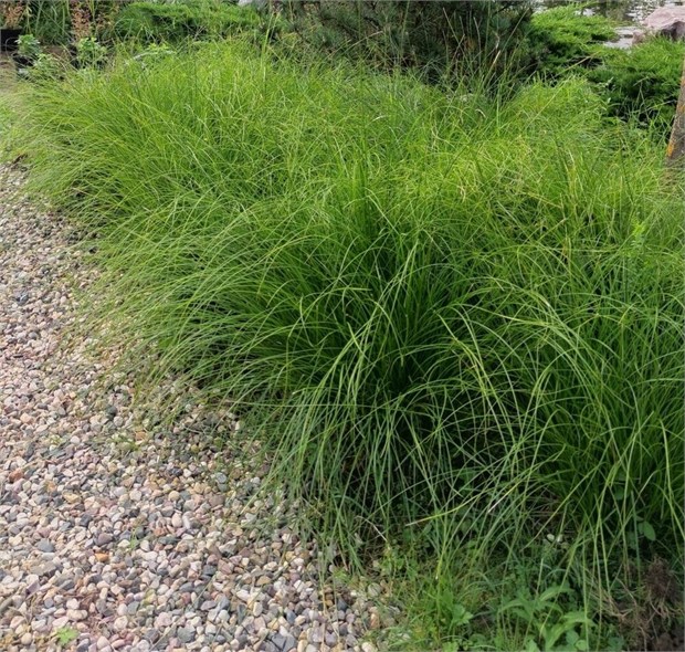 Осока лисовидная 2717