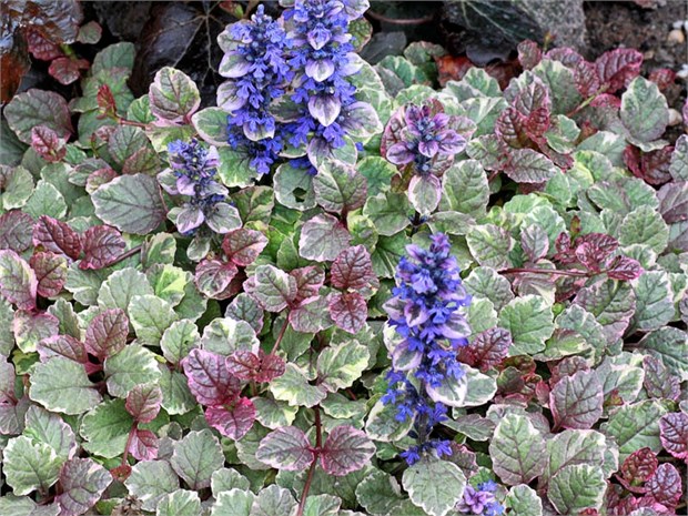 Аюга бургунди глоу 2719