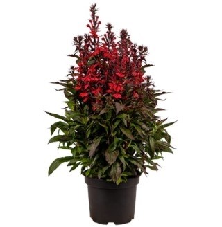 Лобелия огненная квин Виктория 2723