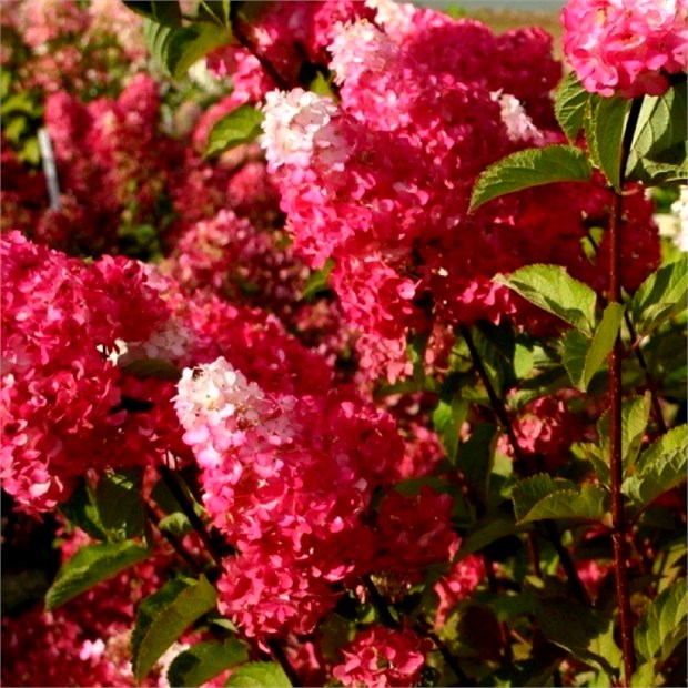 Гортензия метельчатая Fraise Melba 2802