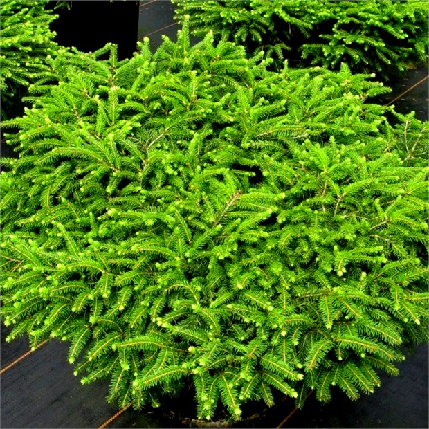 Ель низкорослая подушкообразная Nidiformis 2829