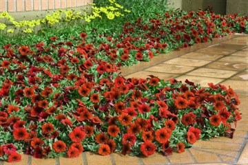 Тайдал red velour 1746