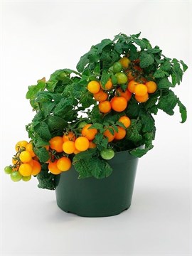 Пинокио оранжевая штамбовый 2074