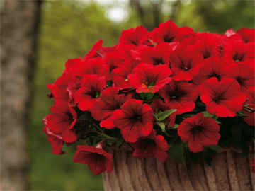 Сурфинья Deep Red фото наши 2098