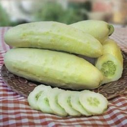 Огурец балконный комнатный 2162