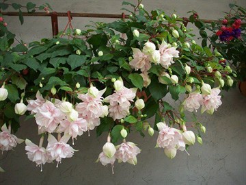 Фуксия Pink Marshmallow 2175 Фуксия Pink Marshmallow 2175