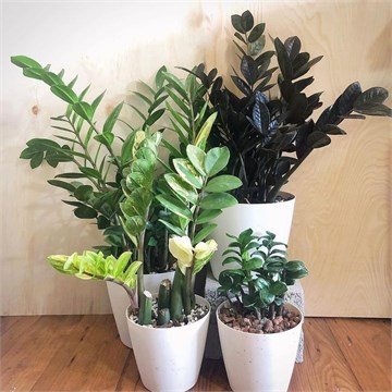 Замиокулькас замифолия 2280