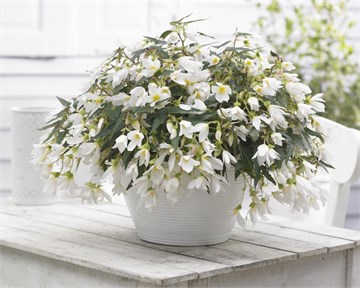 Бегония Боливийская white 2293