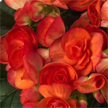 Элатиот orange stone 2295