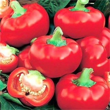 Перец мини сладкий Колобок 2298