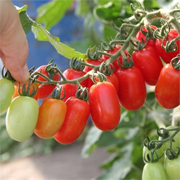Комнатный сюрприз 2326 Комнатный сюрприз 2326