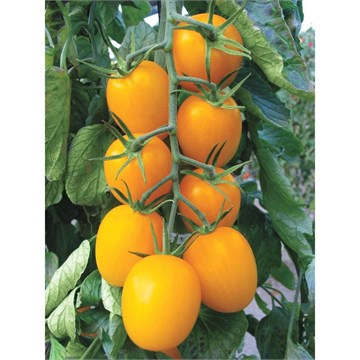 Золотое руно 2335 Золотое руно 2335