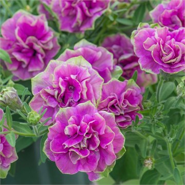 Тумбелина Darse Rose 2343